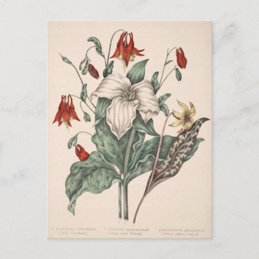 Vintage botanische Kunst Postkarte (Vorderseite)