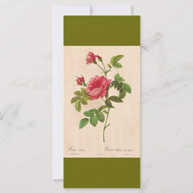 Vintage botanische Kunst Rosa Blume Lesezeichen (Vorderseite)
