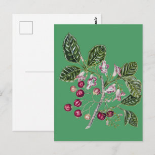 Vintage Botanische Kunst von Sarah Featon Puriri Postkarte