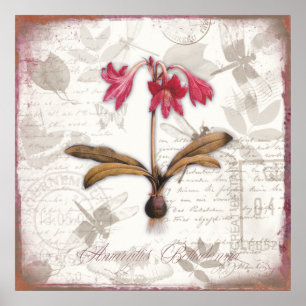 Vintage botanische Kunstwerke Amaryllis Belladonna Poster