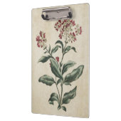 Vintage botanische Laurestina-Illustration Klemmbrett (Links)