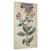 Vintage botanische Laurestina-Illustration Klemmbrett (Rechts)