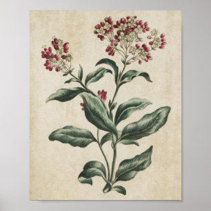 Vintage botanische Laurestina Poster