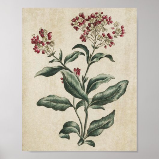 Vintage botanische Laurestina Poster (Vorne)