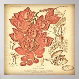 Vintage botanische Leinwand. Poster