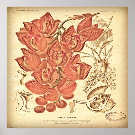 Vintage botanische Leinwand. Poster (Vorne)