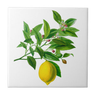 Vintage botanische Lemon Illustration Keramik Tile Fliese