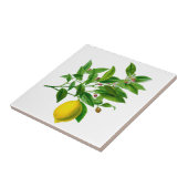 Vintage botanische Lemon Illustration Keramik Tile Fliese (Seite)