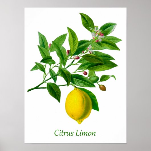 Vintage botanische Lemon-Illustration Poster (Vorne)