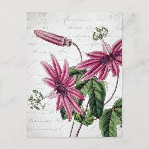 Vintage botanische Lila Passion Blume Postkarte