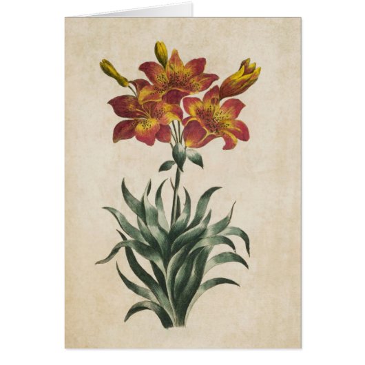 Vintage botanische Lily Illustration (Vorne)
