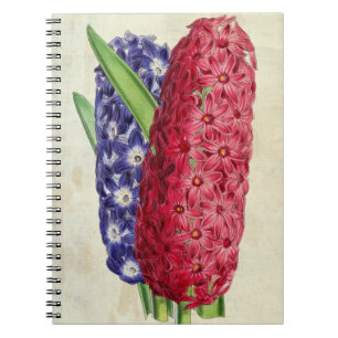 Vintage botanische Lina & Argus Orientalisches Hya Notizblock