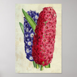 Vintage botanische Lina & Argus Orientalisches Hya Poster