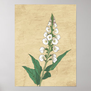 Vintage botanische Linie zeichnend Wandkunstplakat Poster