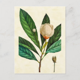 Vintage botanische Loblolly Bay Tree Illustration Postkarte