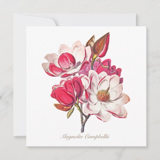 Vintage botanische Magnolia Rosa Blume (Vorderseite)