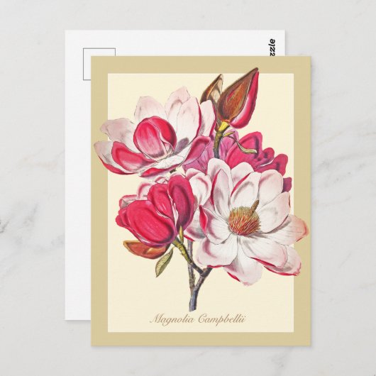Vintage botanische Magnolia Rosa Blume Postkarte (Vorne/Hinten)