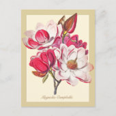 Vintage botanische Magnolia Rosa Blume Postkarte (Vorderseite)