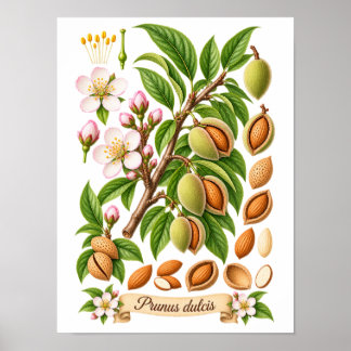 Vintage botanische Mandel-Illustration Poster