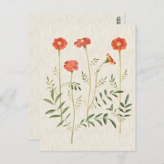 Vintage Botanische MarigoldIllustration Postkarte (Vorne/Hinten)