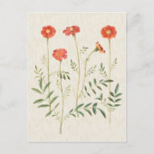 Vintage Botanische MarigoldIllustration Postkarte (Vorderseite)