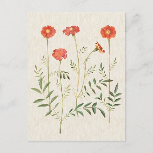 Vintage Botanische MarigoldIllustration Postkarte (Vorderseite)