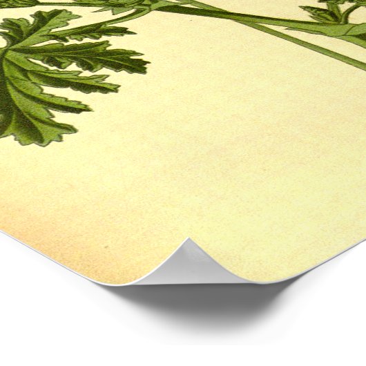 Vintage botanische Oakenleaf Geranium Illustration Poster (Ecke)