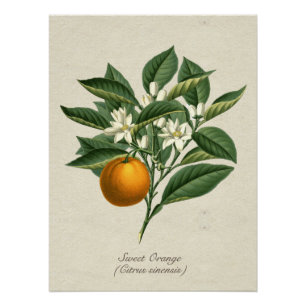 Vintage-Botanische Orange Fruchtblüten Blätter Pos Poster