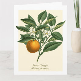 Vintage botanische Orangenfruchtblossom-Blätter Karte