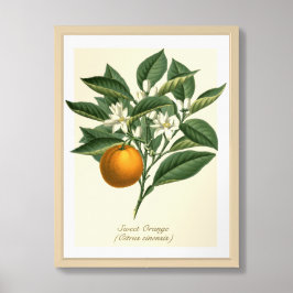 Vintage botanische Orangenfruchtblossom-Blätter Poster