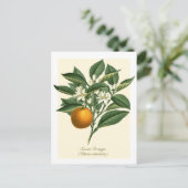 Vintage botanische Orangenfruchtblossom-Blätter Postkarte (Stehend Vorderseite)