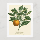 Vintage botanische Orangenfruchtblossom-Blätter Postkarte (Vorderseite)