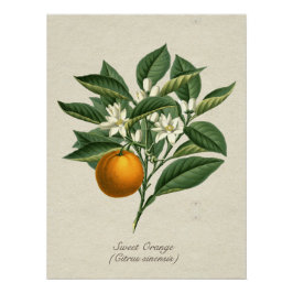 Vintage botanische Orangenfruchtblütenblütenblätte Poster