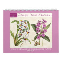 Vintage botanische Orchideen-Illustrationen 2026