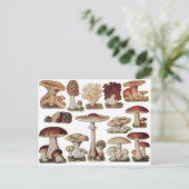 Vintage botanische Pilze Postkarte (Stehend Vorderseite)