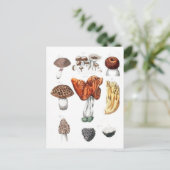 Vintage botanische Pilze Postkarte (Stehend Vorderseite)