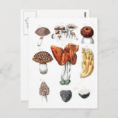 Vintage botanische Pilze Postkarte (Vorne/Hinten)