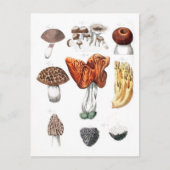 Vintage botanische Pilze Postkarte (Vorderseite)