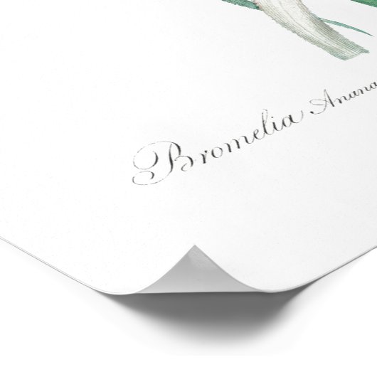 VINTAGE BOTANISCHE "PINEAPPLE" REDOUTÉ POSTER (Ecke)