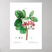 VINTAGE BOTANISCHE "PISTACHIO" REDOUTÉ POSTER (Vorne)