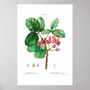 VINTAGE BOTANISCHE "PISTACHIO" REDOUTÉ POSTER