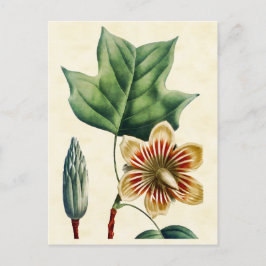 Vintage botanische Poplar Tulip Tree Illustration Postkarte
