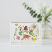 Vintage botanische Postkarte mit Schmetterling und (Stehend Vorderseite)