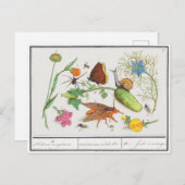 Vintage botanische Postkarte mit Schmetterling und (Vorne/Hinten)