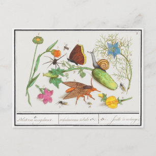 Vintage botanische Postkarte mit Schmetterling und