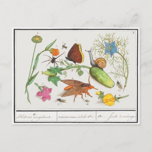 Vintage botanische Postkarte mit Schmetterling und (Vorderseite)