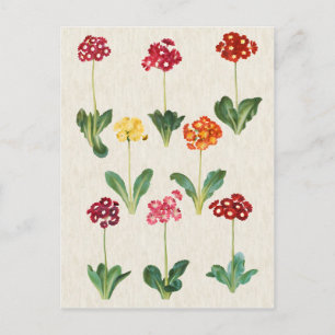 Vintage botanische Primel-Illustration Postkarte