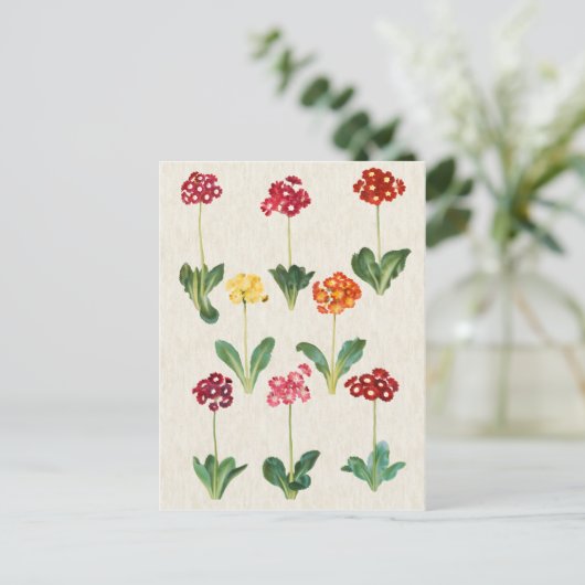 Vintage botanische Primrose-Illustration Postkarte (Stehend Vorderseite)