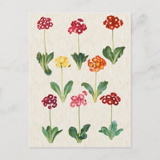 Vintage botanische Primrose-Illustration Postkarte (Vorderseite)