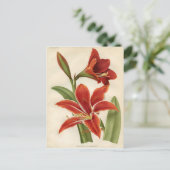 Vintage botanische Printwerbung - Amaryllis Postkarte (Stehend Vorderseite)